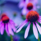 Purple Coneflowers